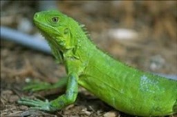 iguana-closeup