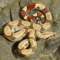 Male-Puruvian-Redtail-Boa