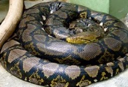 Python_reticulatus__-2-1